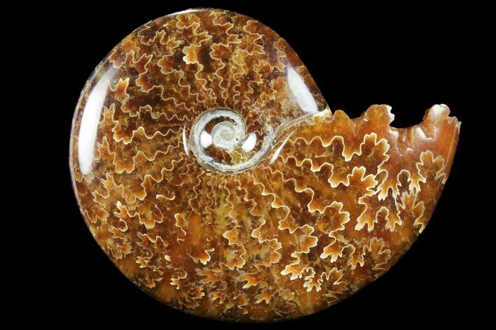 Polished, Agatized Ammonite (Cleoniceras) - Madagascar #94275